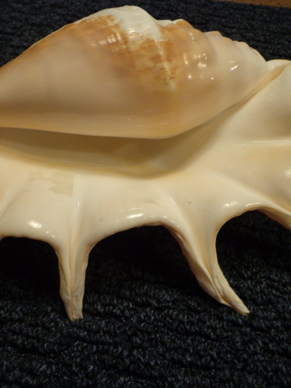 Sea Shell Truncata Spider 14" Authentic Ocean Life Coastal Ocean Life - Picture 3 of 4